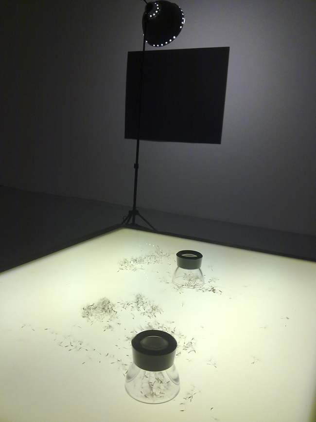 dandelions in the middle of the white room